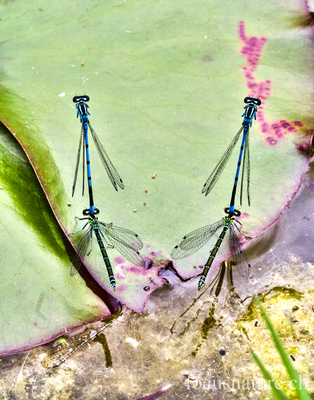 Agrion 5969.jpg - Agrions jouvencelles - accouplements en miroir! (Ermitage, Genève, Suisse, mai 2012)